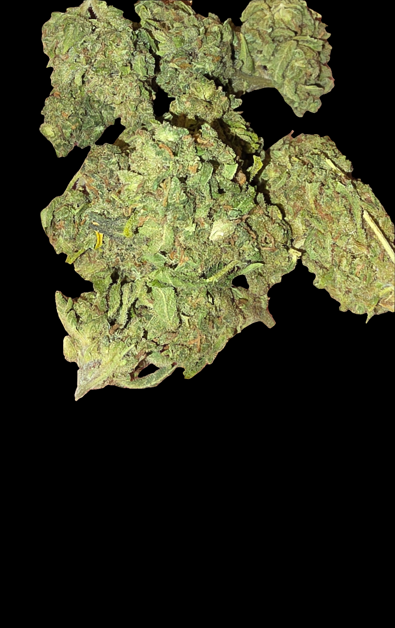 Sativa