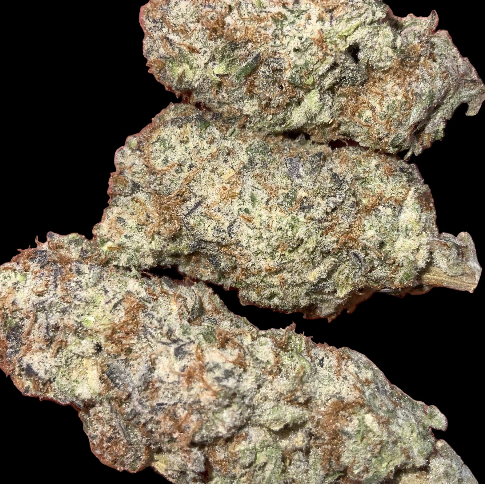 Colorado Creamcicle AAAA++ Craft Sativa