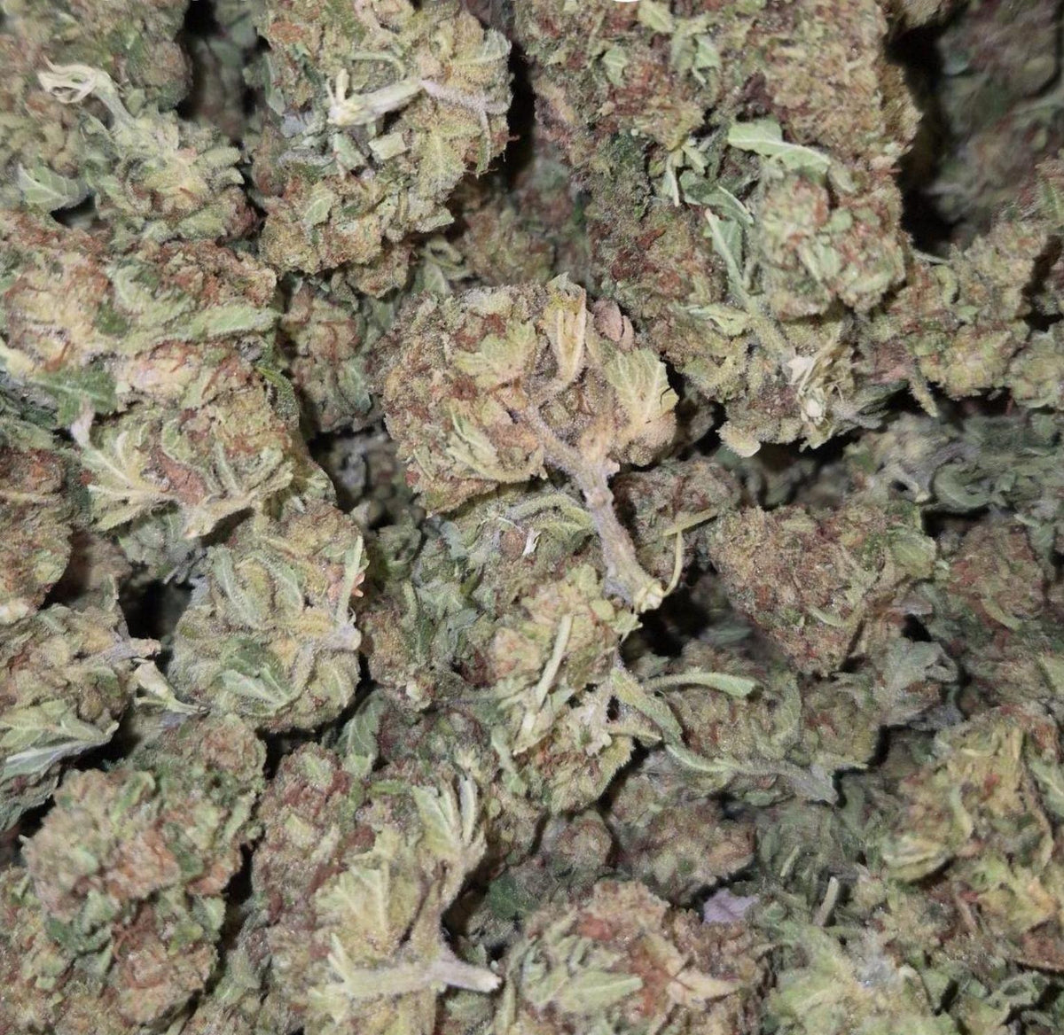 Lemonade Budget Sativa