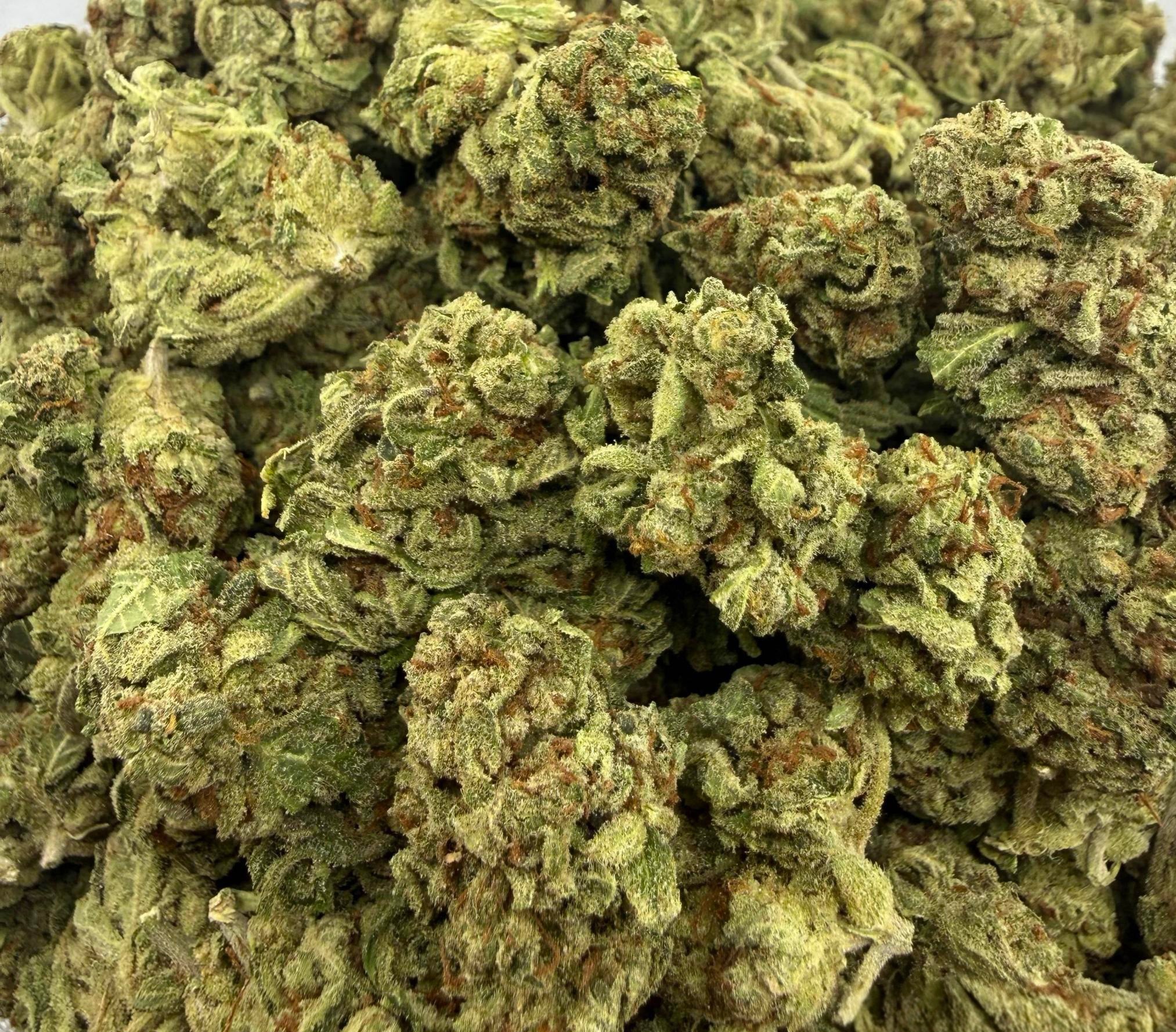 Great White Shark AA Sativa