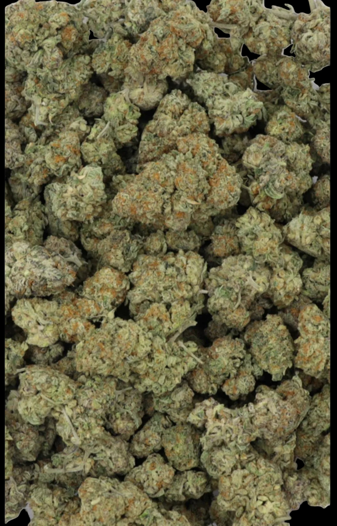 Pink Gas Craft Indica