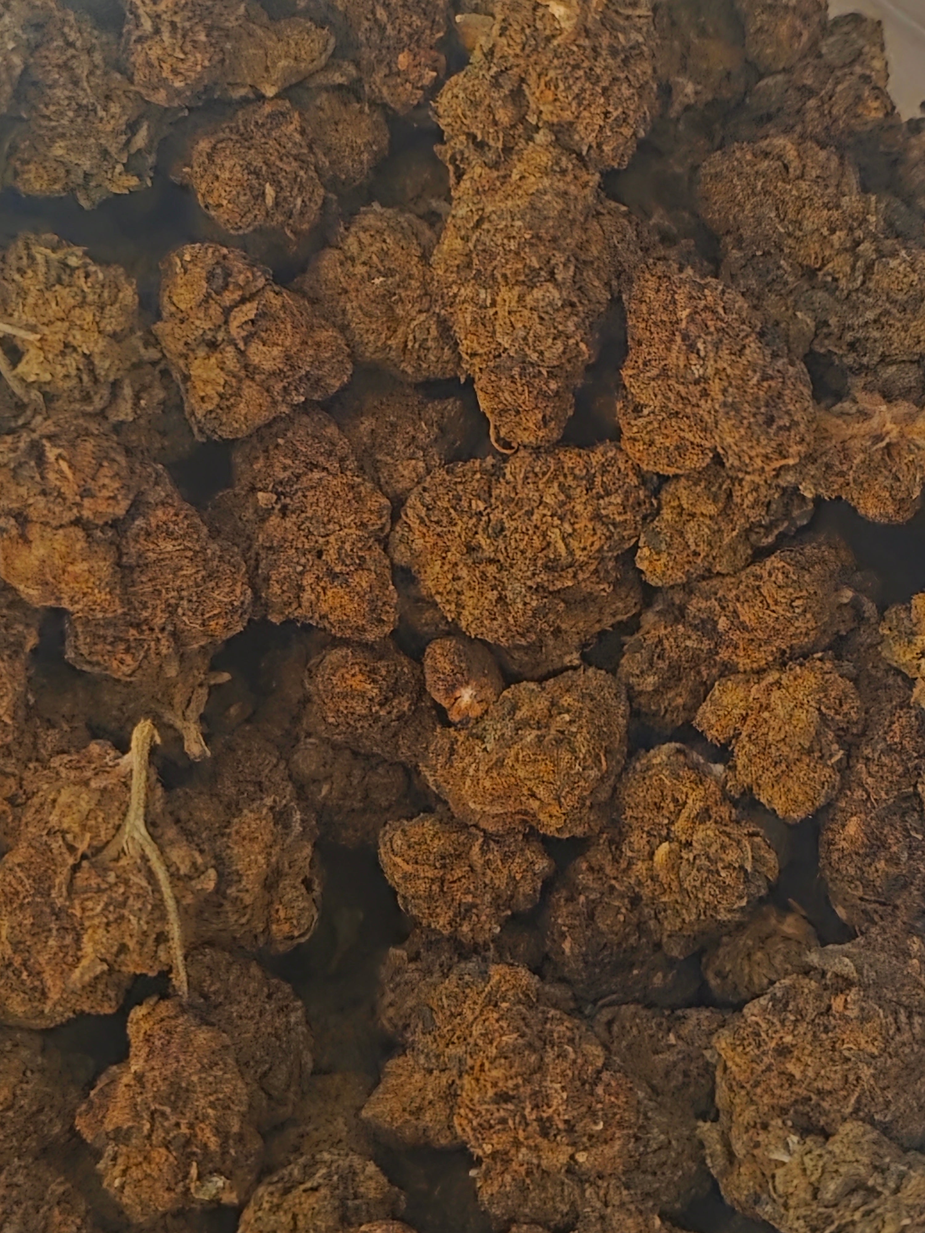 Grape Gas AAAA+ Indica