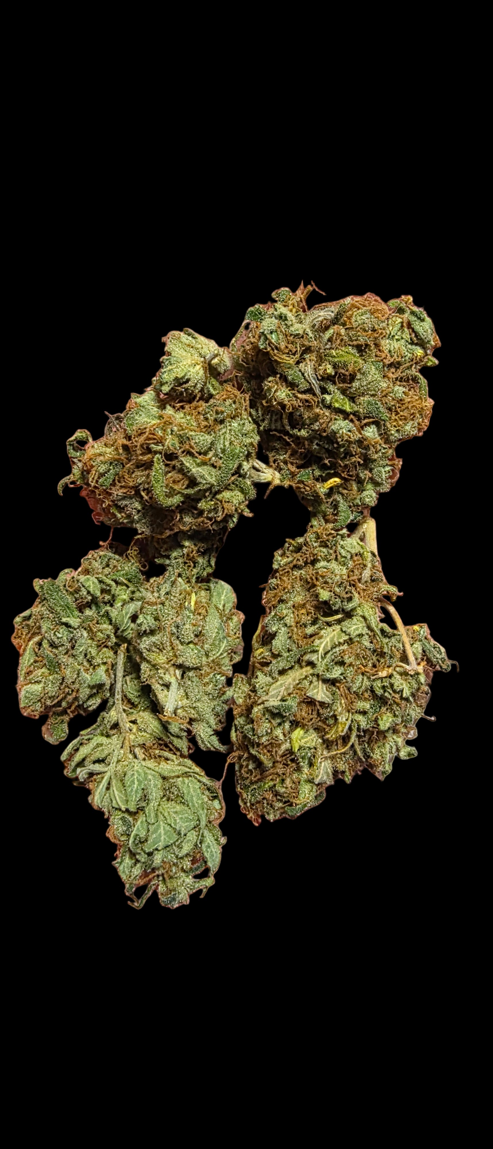 Haunted Lemon Haze ☠️ AAAA++