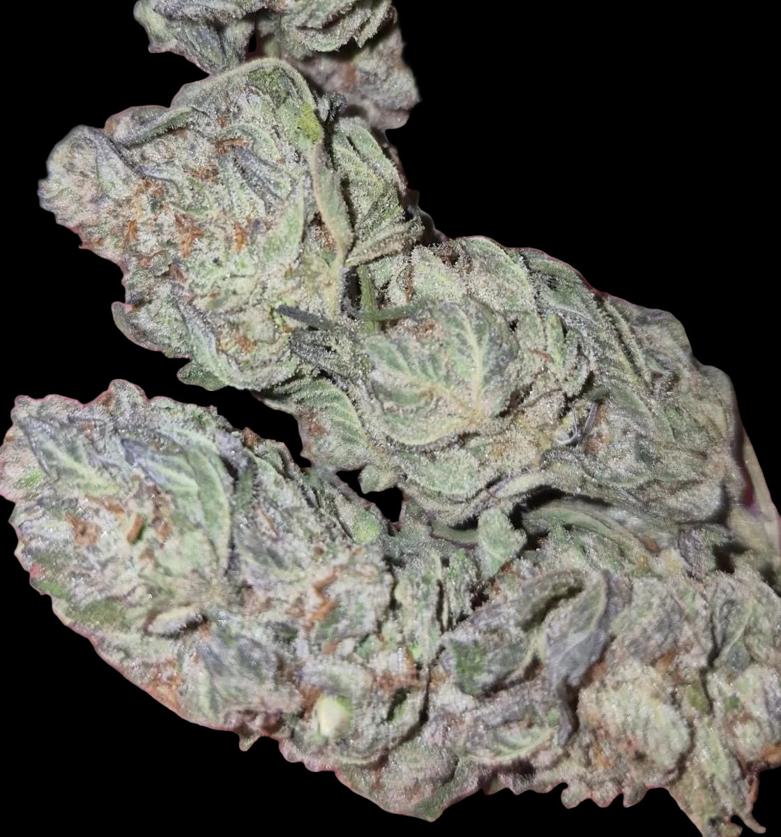 Madonna OG AAA Indica
