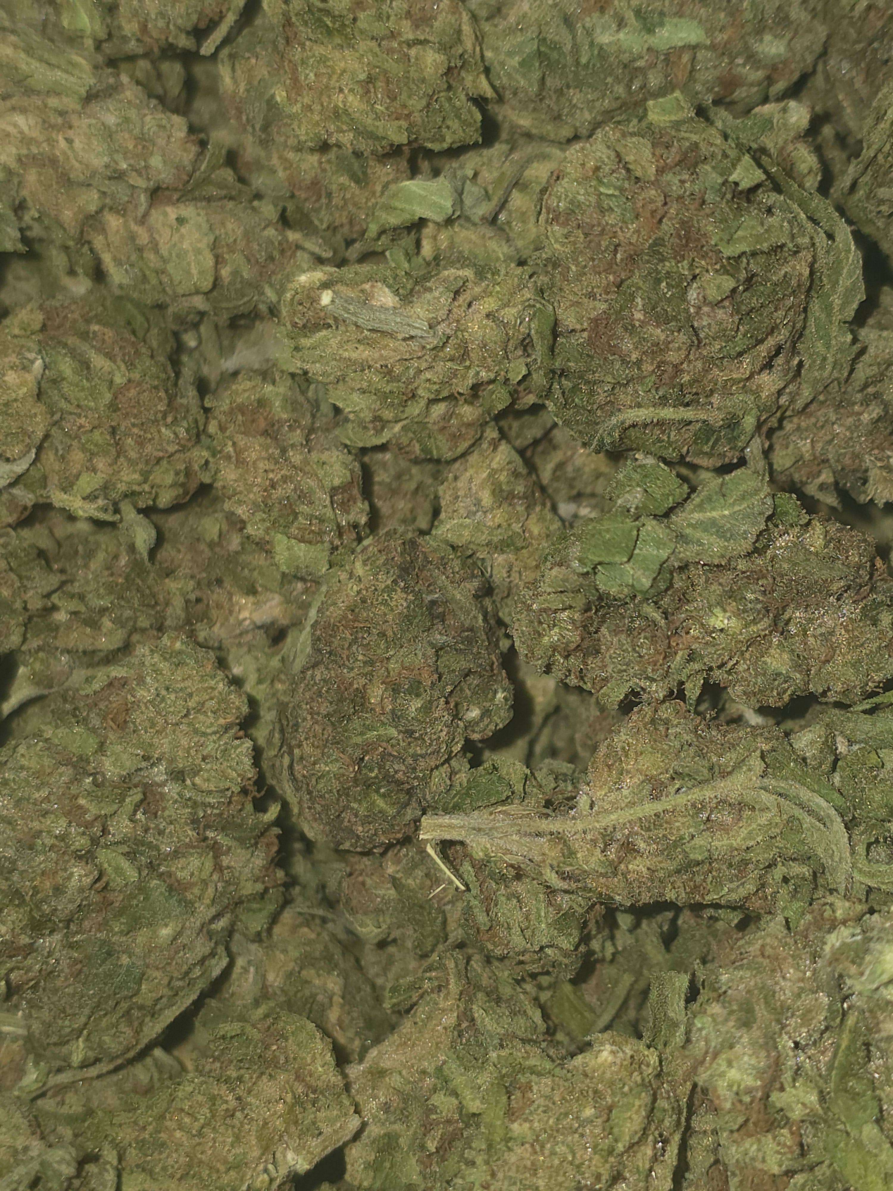 Electric Punch AAAA+ Hybrid