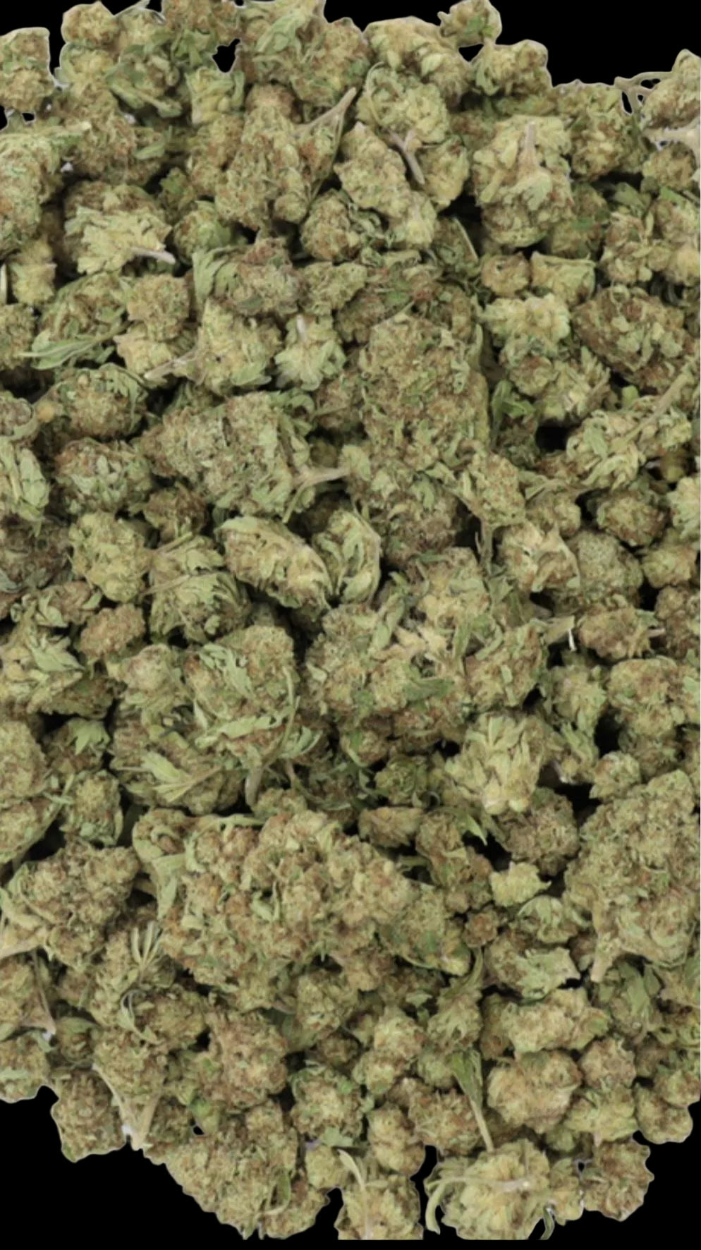 INDICA