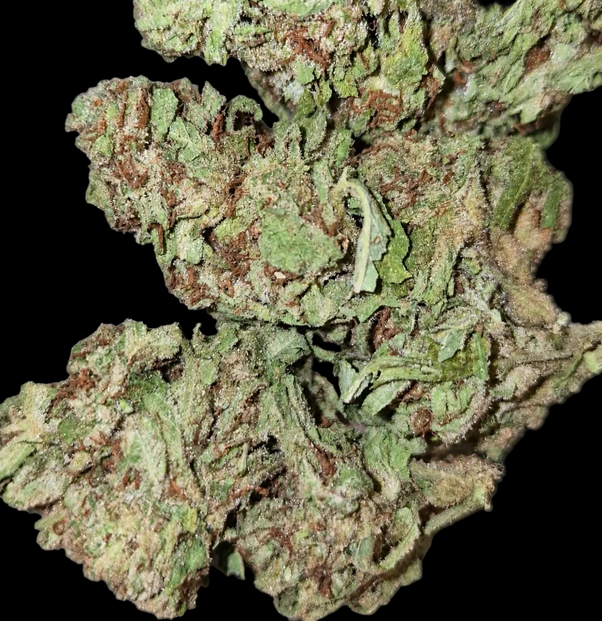 Laughing Buddha AA Sativa