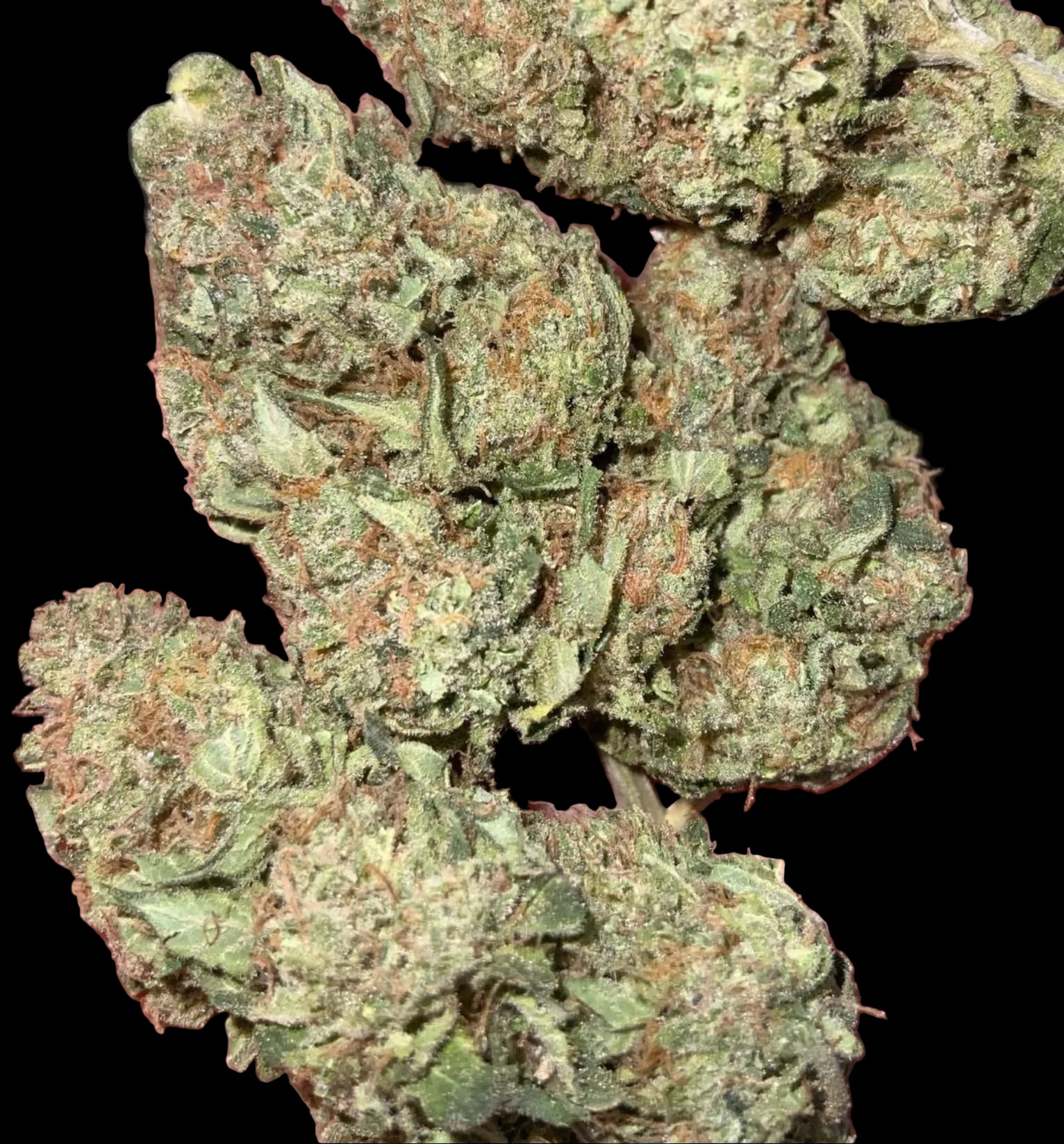 Lemon Pound Cake AAAA+ Sativa