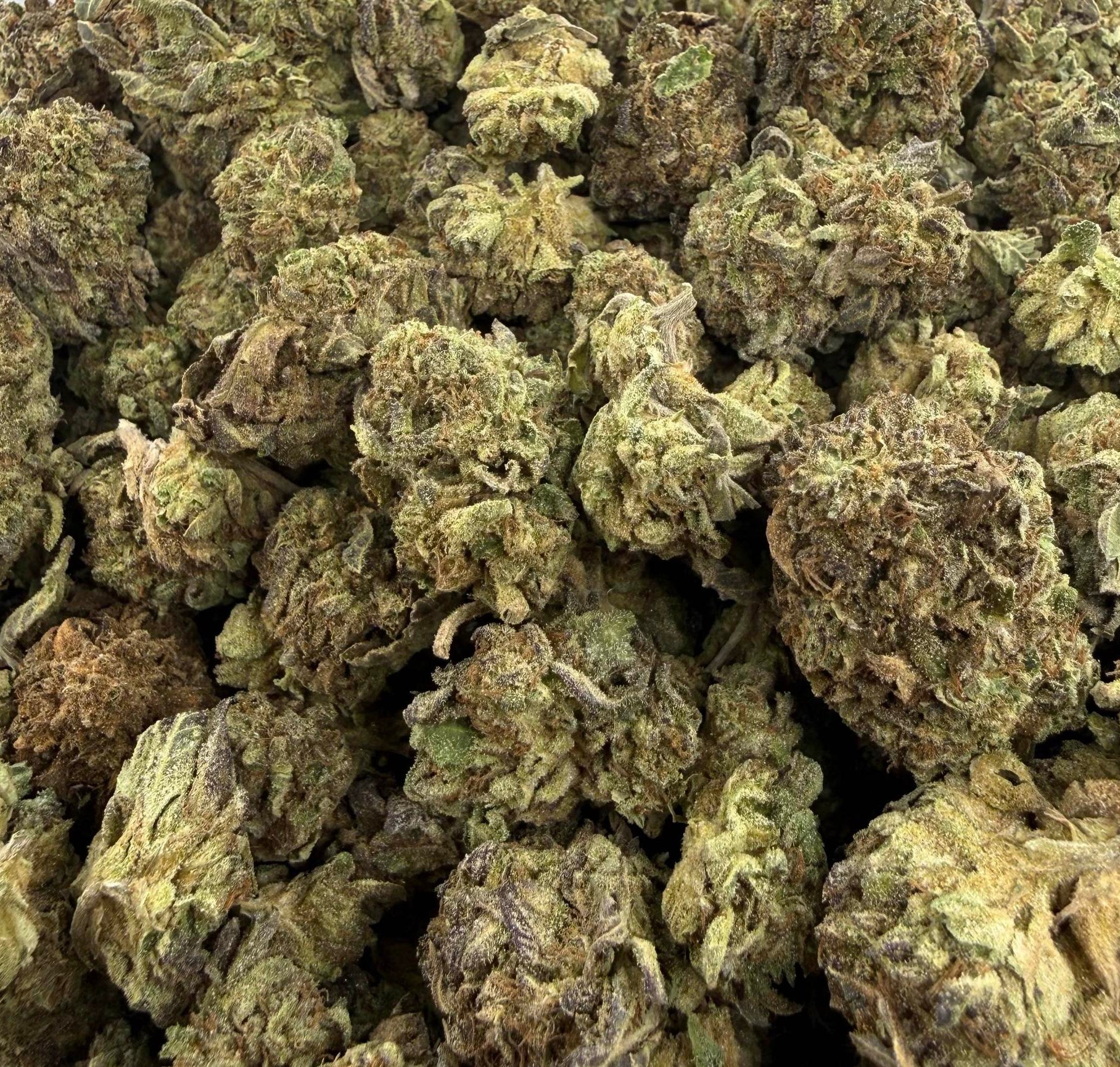Critical Mass AA Indica