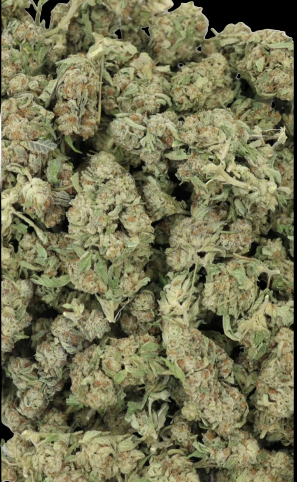 Lemon Gelato AAA Sativa