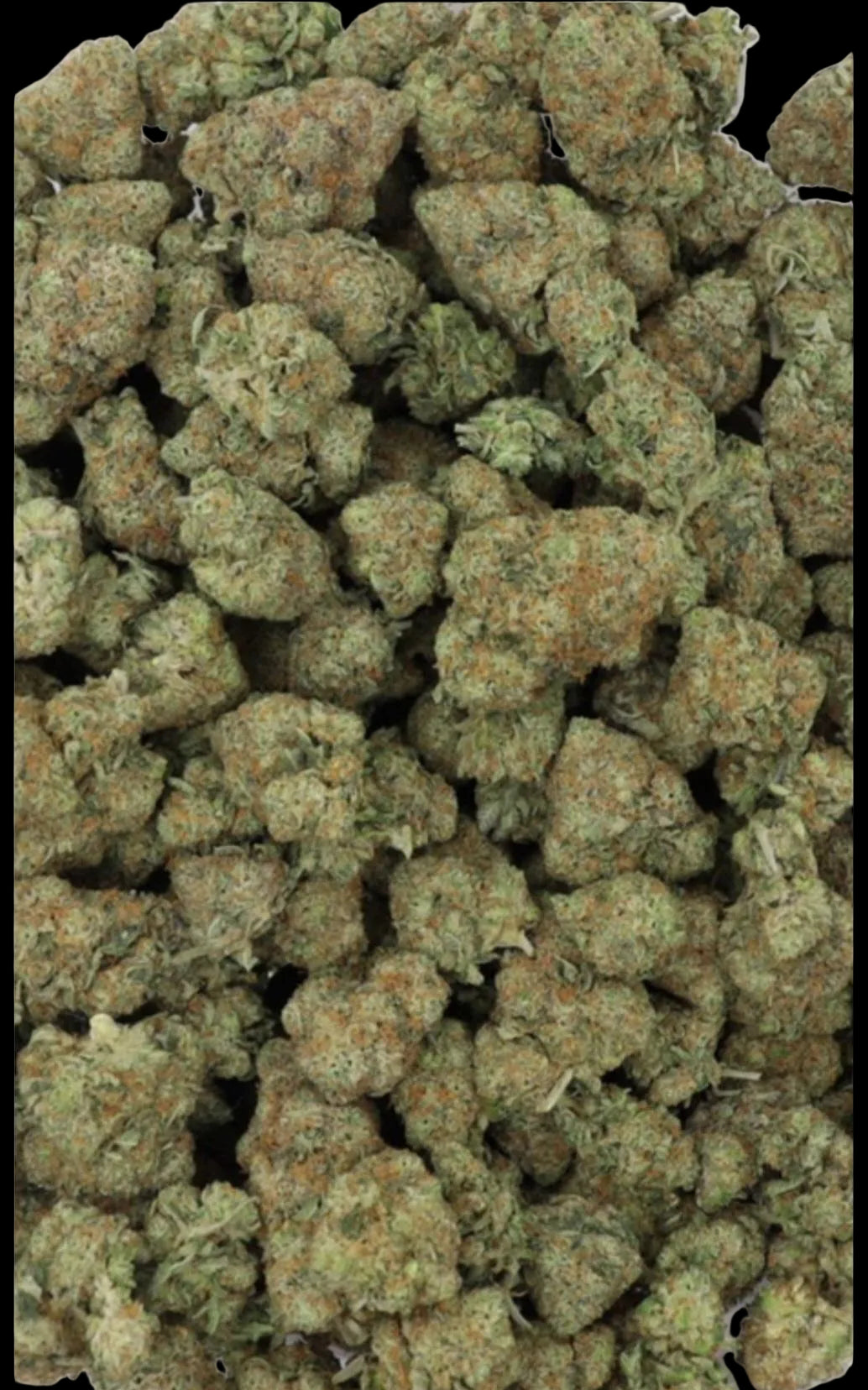 Pink Goo Craft Indica