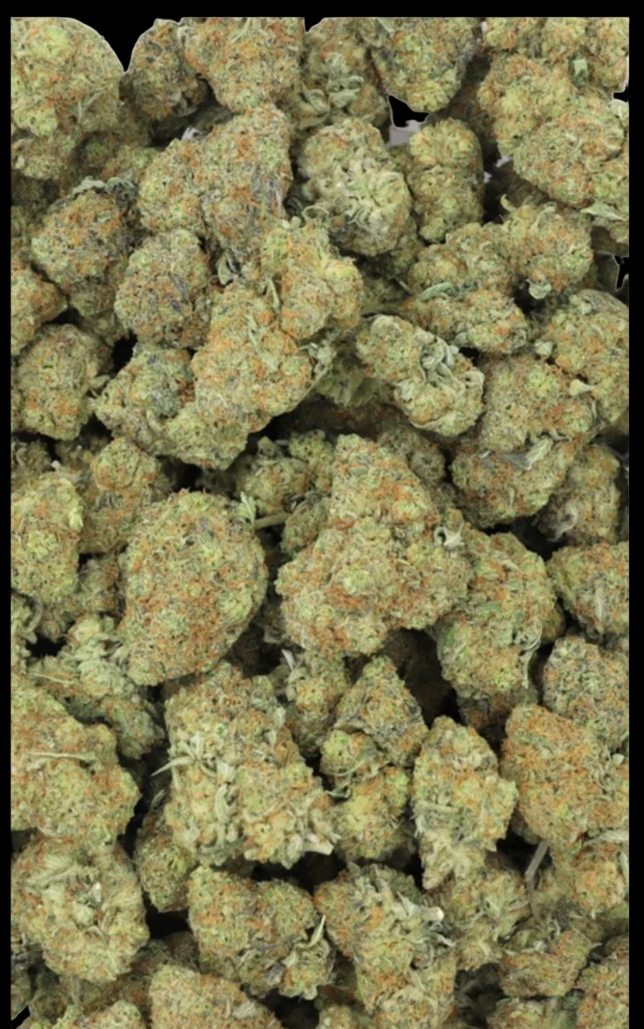 Strawberry Candy Craft Sativa