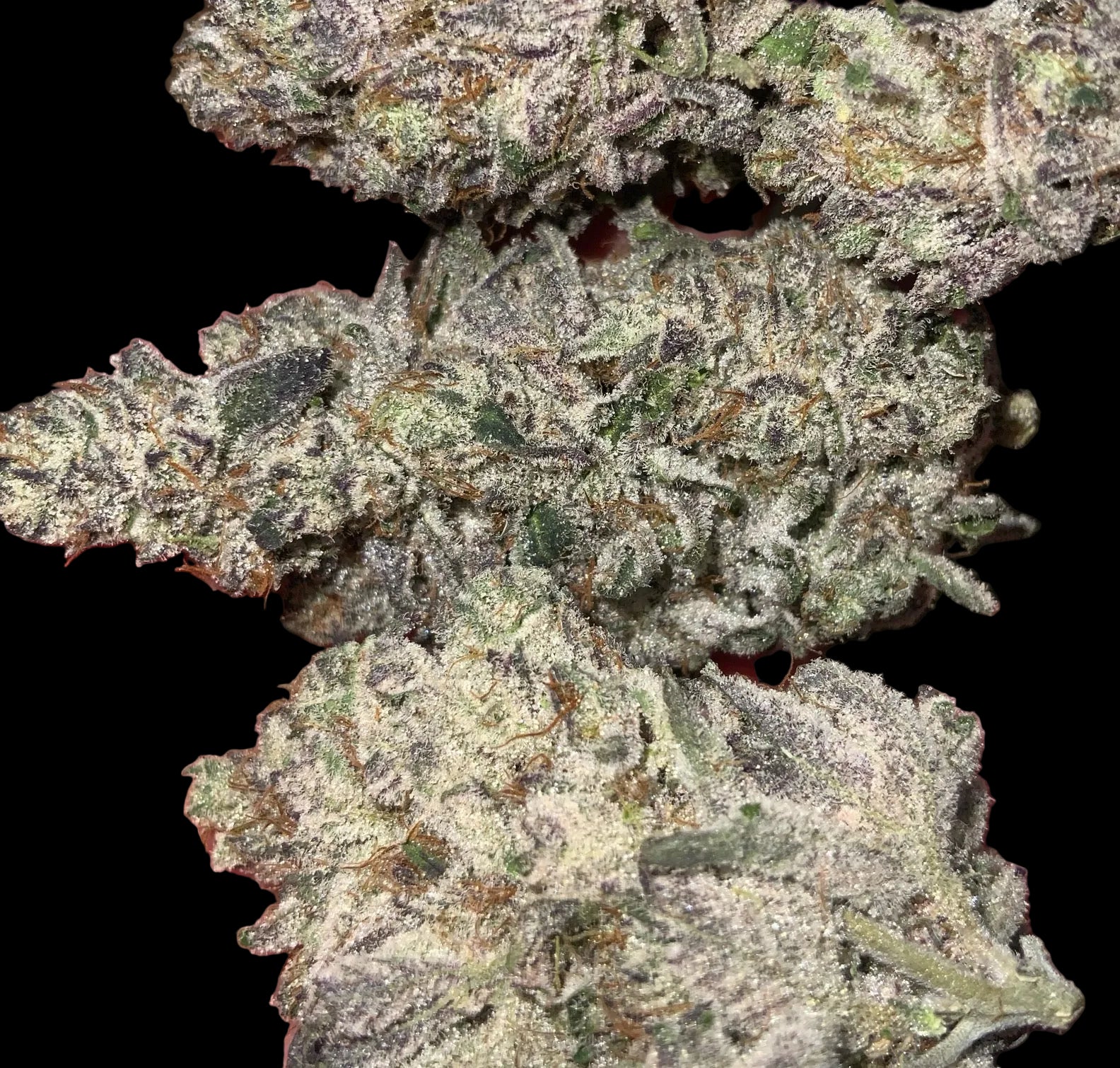 Watermelon Hashplant AAAA++ Craft Quad Sativa