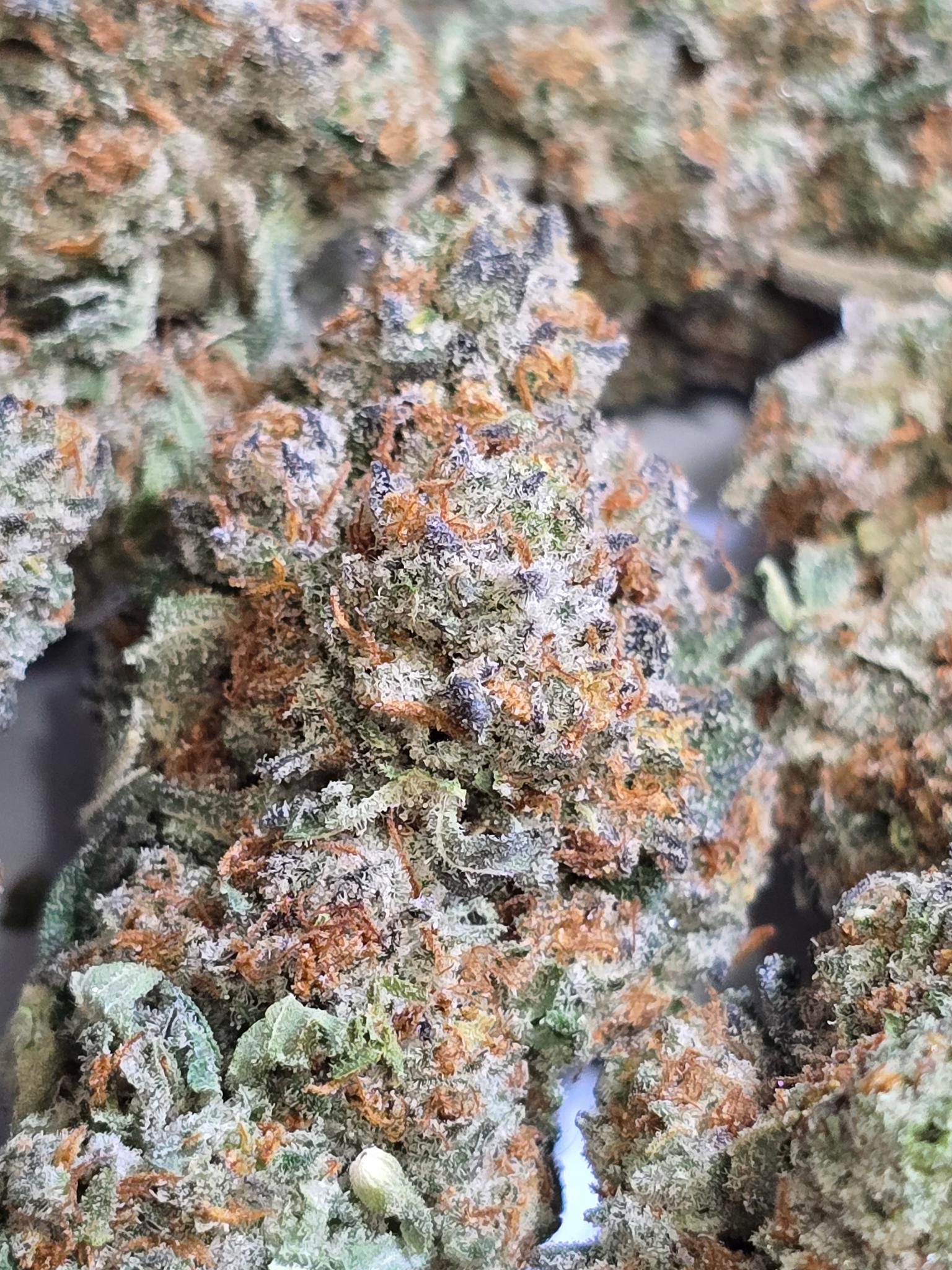 Sour Diesel AAAA SATIVA