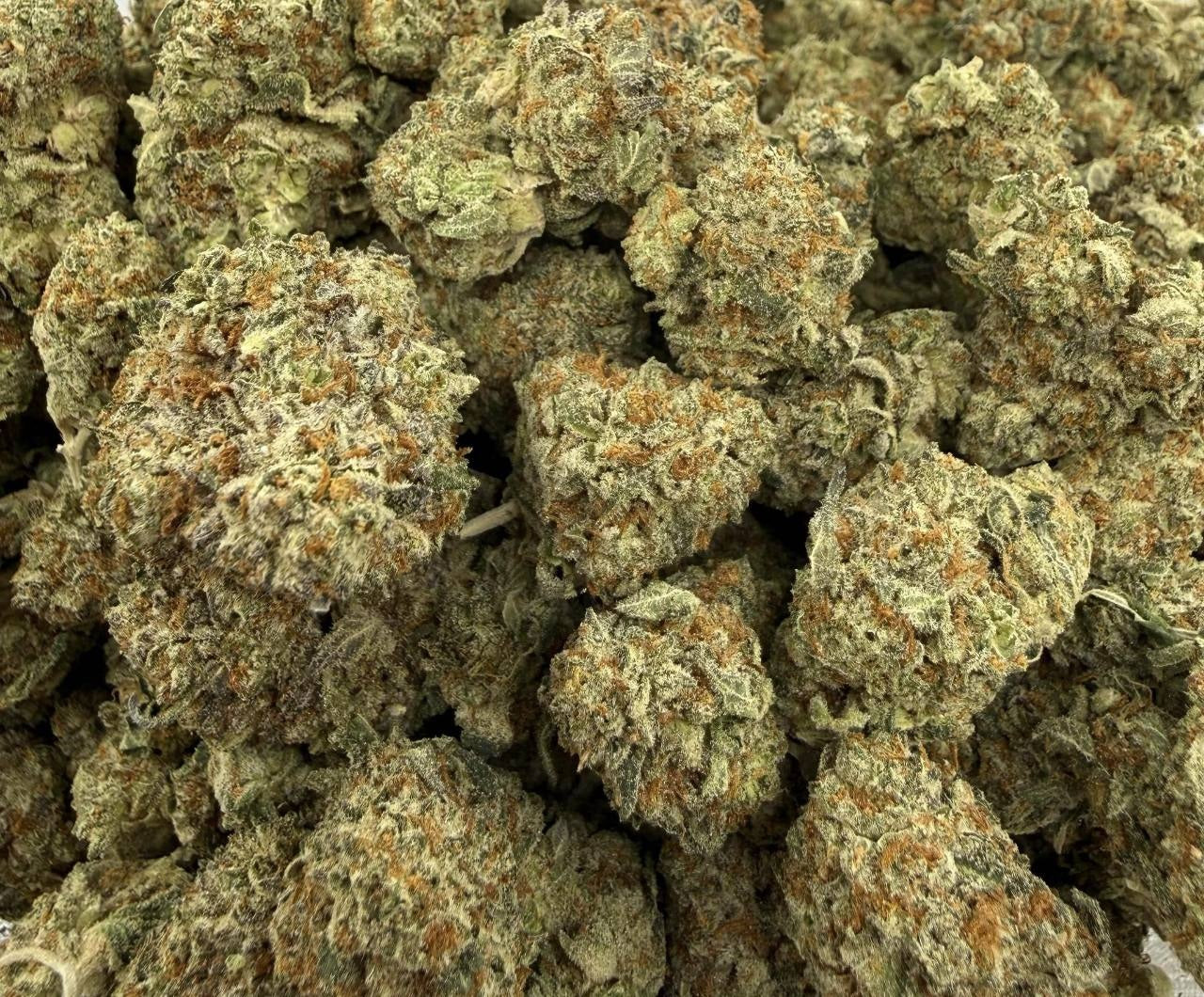Sativa